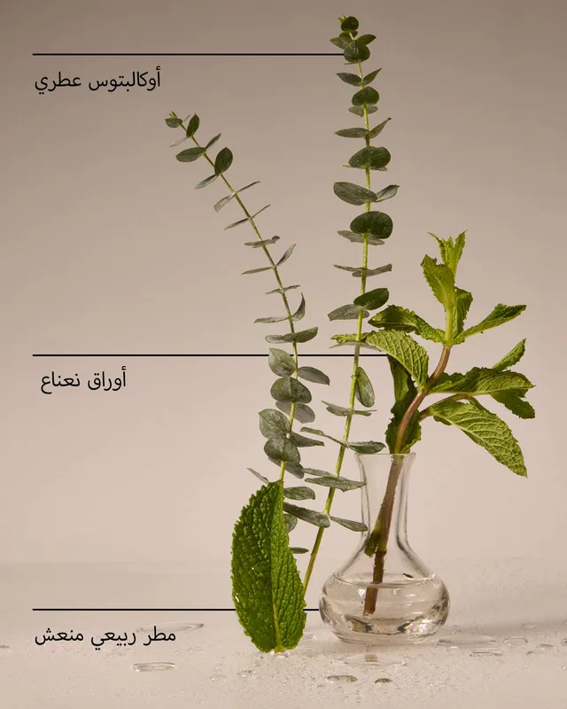عبوة تعبئة جهاز التعطير الكهربائي يوكالبتوس رين – صورة 5