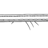 Appliqué Fabric