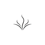 Fragrance Profile