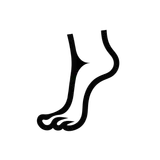 Shoe Size